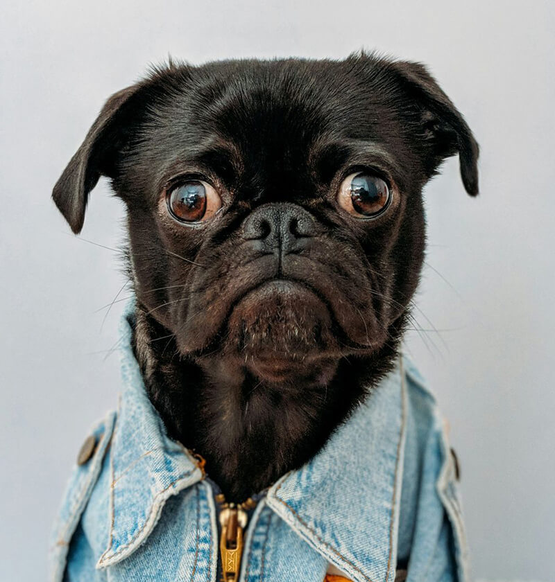 Почему поза «по-собачьи» может не работать Почему поза «по-собачьи» может не работать